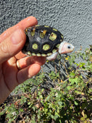 Ornate Diamondback Terrapin Female
