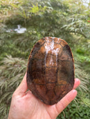 Twist-necked Turtle LTC Female