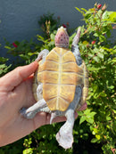 Ornate Diamondback Terrapin Female