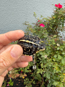 HI YELLOW Florida Box Turtle