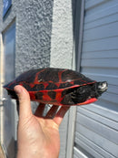 Super Red Northern Red Bellied Turtle Adult Female