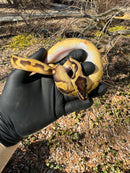 Super Enchi Low White Pied Ball Python Female