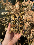 Sri Lankan Star Tortoise Female