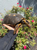 Red Foot Tortoise Adult Female