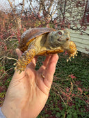 Desert Box Turtle Adult Male CB