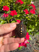 Hi Color Yellow Baby Eastern Box Turtle