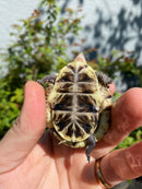 HI YELLOW Florida Box Turtle