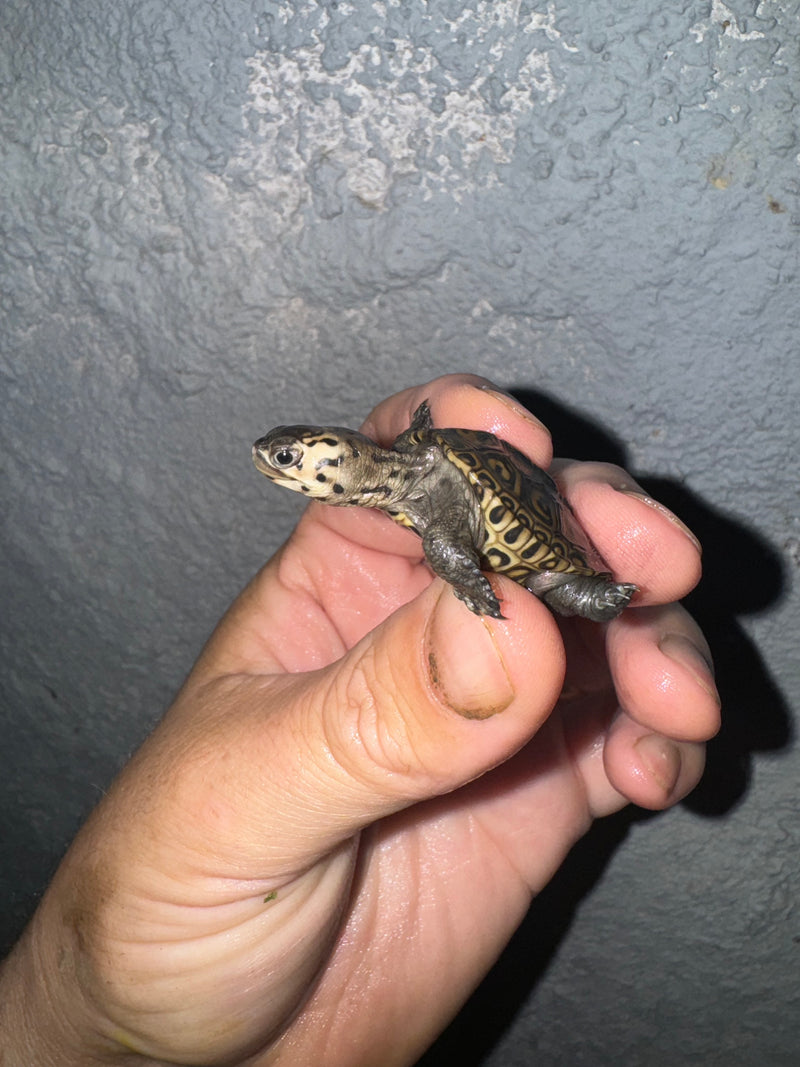 Hi White Concentric Diamondback Terrapin 2024