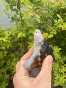 Ornate Diamondback Terrapin Female