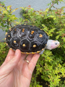 Ornate Diamondback Terrapin Female
