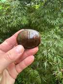 Red-headed Amazon River Turtle