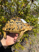 Libyan Greek Tortoise Adult Female