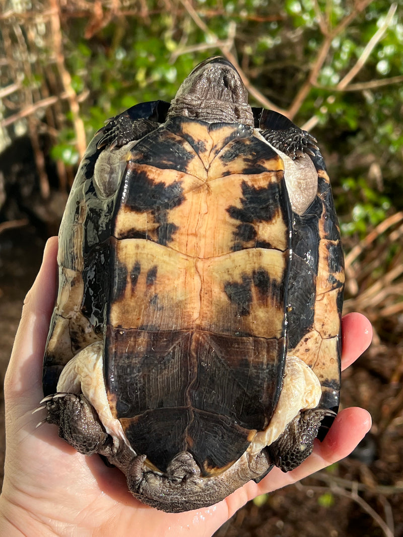 Black Marsh Turtle Adult Pair