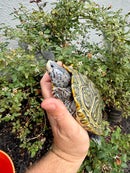 Concentric Diamondback Terrapin Adult Female
