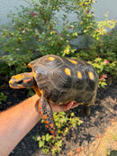 Red Foot Tortoise Adult Male