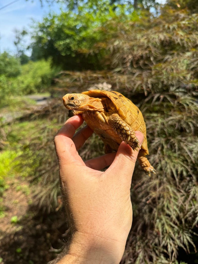 Syrian Golden Greek Tortoise Pair