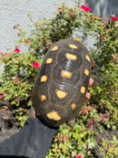 Red Foot Tortoise Adult Female