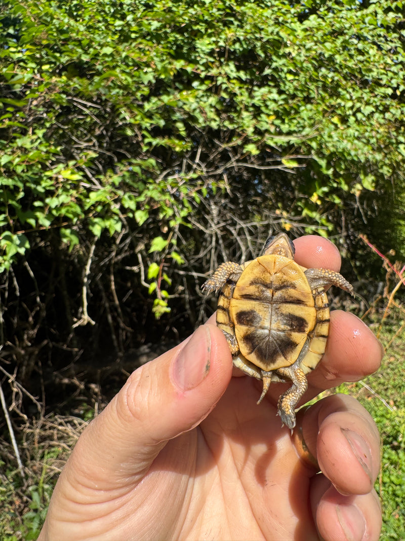 Hi Color Orange Baby Eastern Box Turtle
