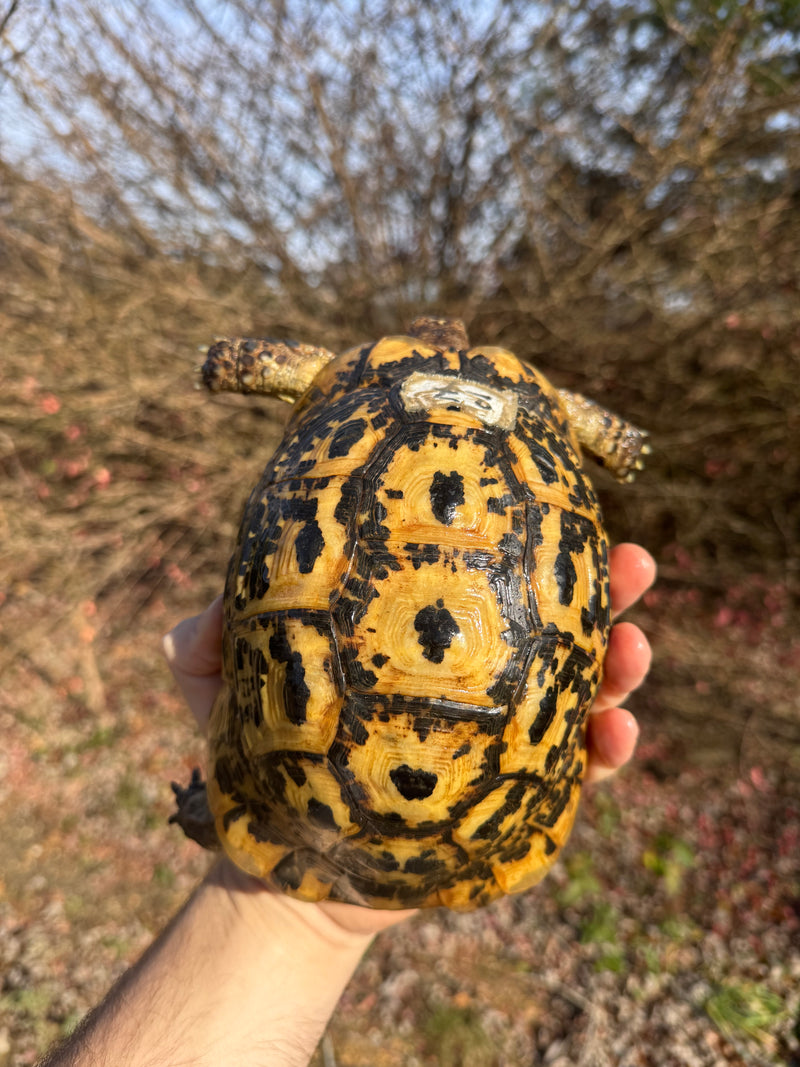 Libyan Greek Tortoise Adult Female