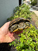 Franco-Italian Pond Turtle Adult Female
