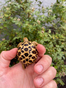 Burmese Star Tortoise 2026