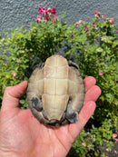 Painted River Terrapin Juveniles (4-5 inch) (Batagur borneoensis)
