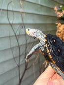 Ornate Diamondback Terrapin Female