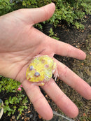 Mutant  Pacman Frog