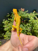 Crimson Red Albino Green Iguana 2026