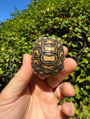 Leopard Tortoise 2024