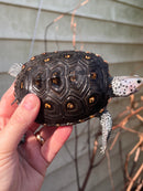 Ornate Diamondback Terrapin Female