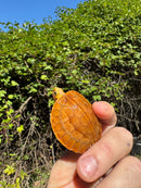 Bourret's Flowerback Box Turtle 2025