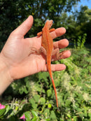 Super Red Iguana Male
