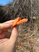 Baby Albino Common Snapping Turtle Male