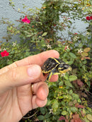 HI YELLOW Florida Box Turtle