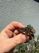 Hi Color Eastern Box Turtle Baby