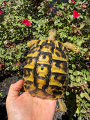 Eastern Hermann's Tortoise Adult Female