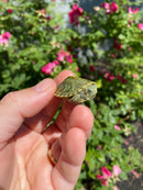 Mitch Clown Red Eared Slider Turtle