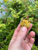 Spider Tortoise Baby