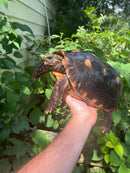 Suriname Red Foot Tortoise Adult Pair 5 (Chelonoidis carbonaria)