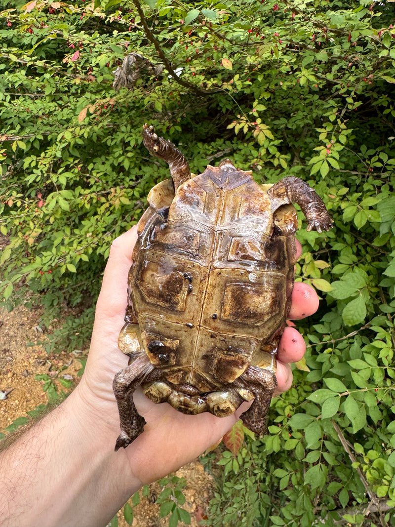 Homes Hinge-back Tortoise Female