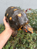 Red Foot Tortoise Adult Male
