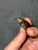 Hi White Concentric Diamondback Terrapin 2023