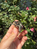 Indian Pink Ringed Tent Turtle