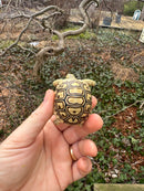 Hi White Leopard Tortoise 2026