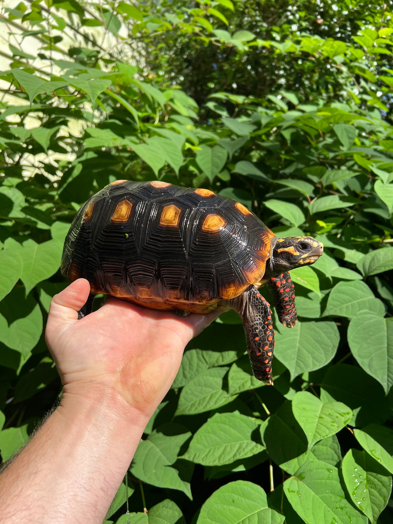 Suriname Red Foot Tortoise Adult Female