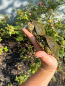 Sicilian Pond Turtle Adult Pair