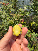 Pastel Picasso Red Eared Slider Turtle