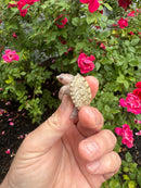 Albino Florida Snapping Turtle 2026