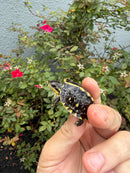 HI YELLOW Florida Box Turtle